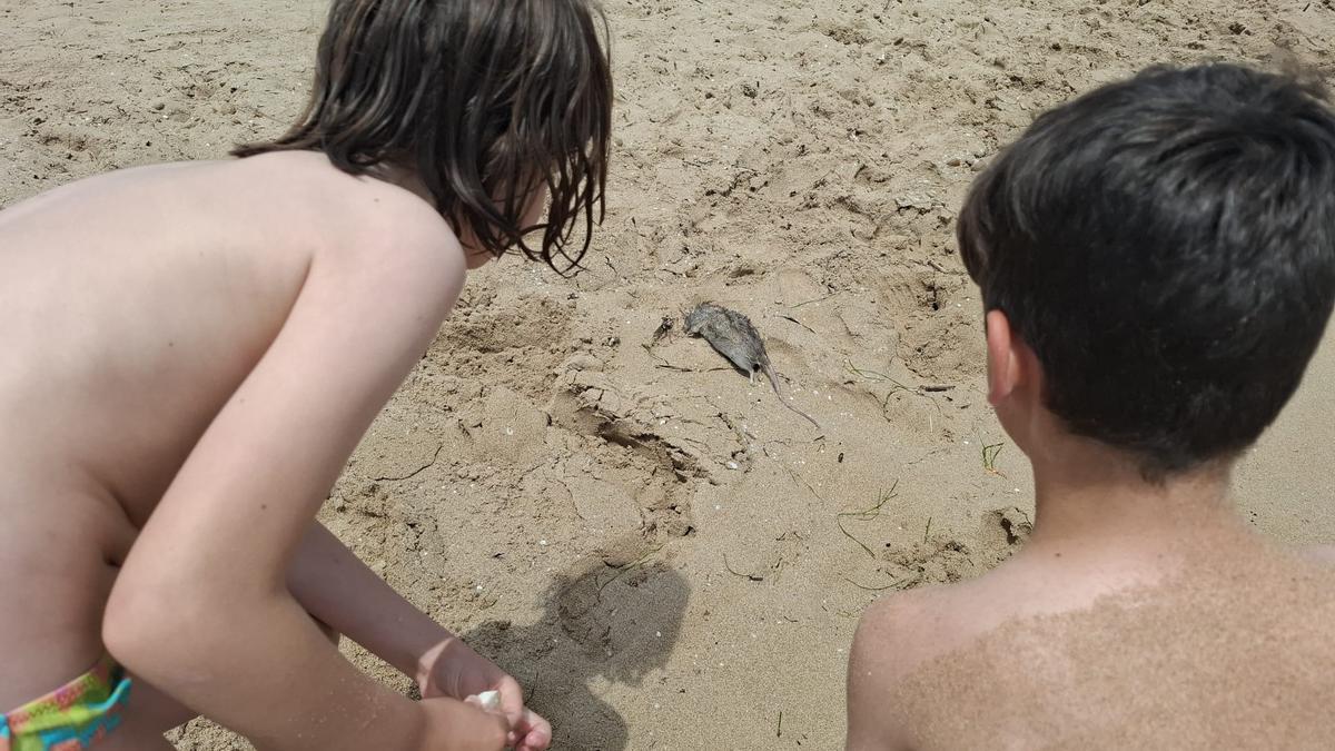 Este es el curioso hallazgo que se han encontrado los bañistas en la costa de Alicante