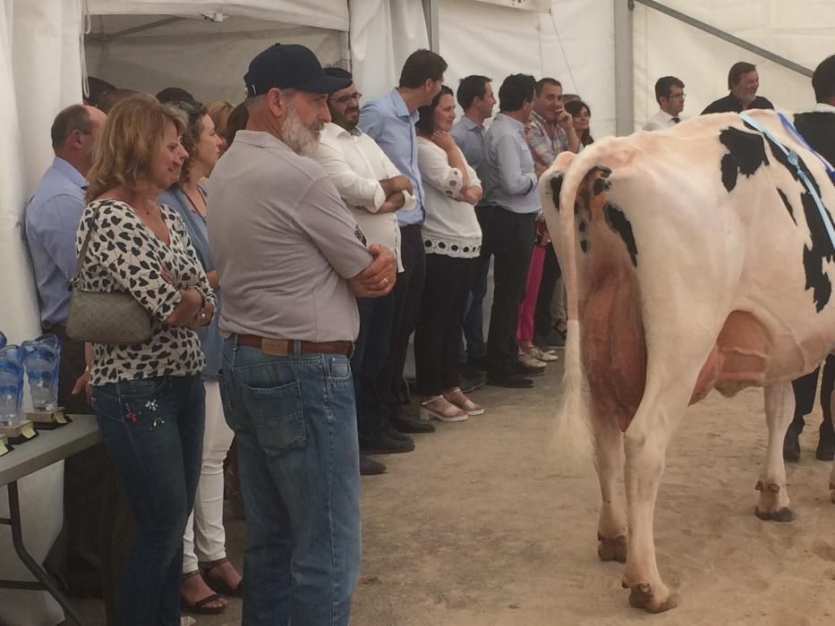 Maimesse 2017 in Campos