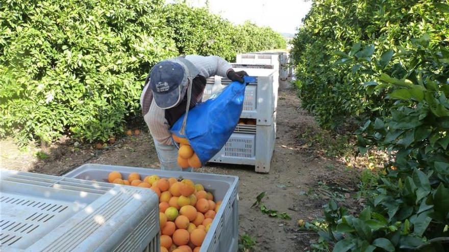 Córdoba produce unas 271.766 toneladas de cítricos, cifra superior a las previsiones