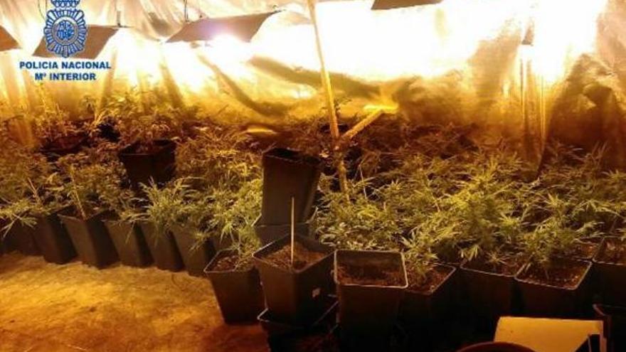 Detenida una mujer con 200 plantas de marihuana en su piso de Palma