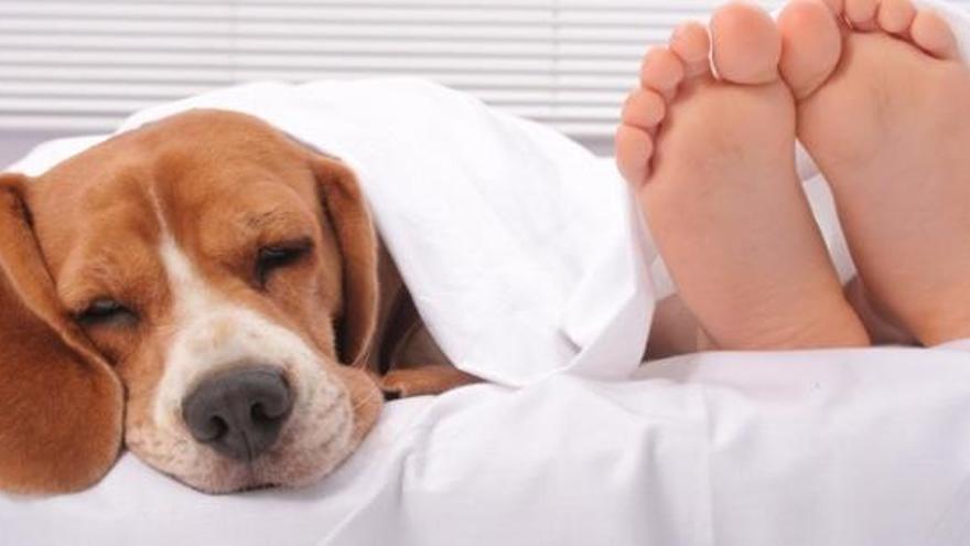 És dolent dormir amb el gos?