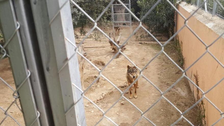 Imagen que aporta Protección Animal sobre el Arca de Noé