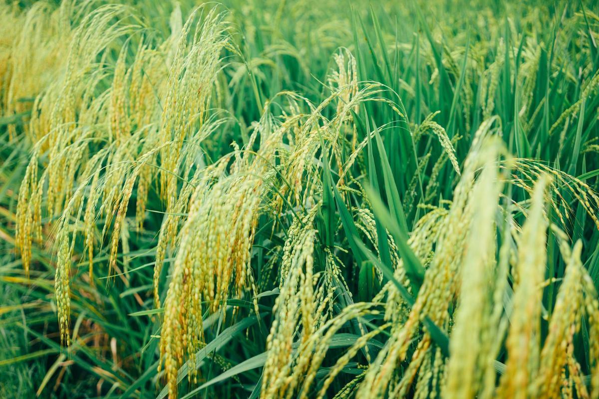 La Generalitat valenciana financia un proyecto para producir plásticos sostenibles con la paja del arroz