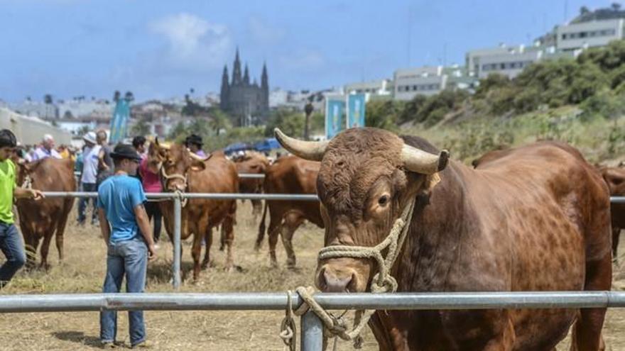 El mejor ganado de Gran Canaria, en Arucas