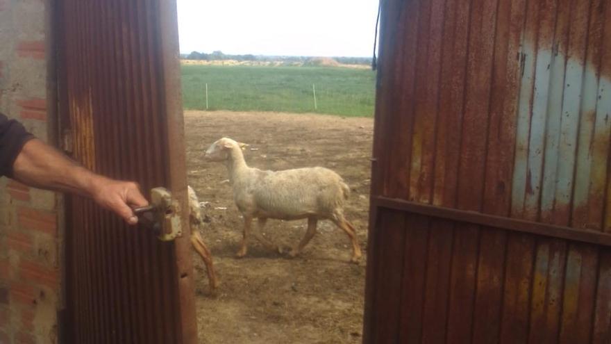 Roben una quarantena de xais d&#039;una granja de Viladamat