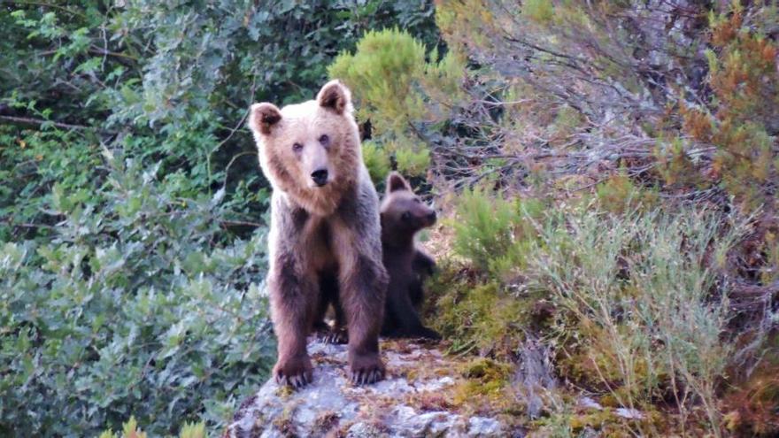 La población osera de la Cordillera se multiplica por cuatro: ya hay 67 crías