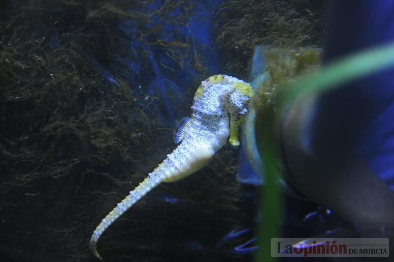 El acuario de la UMU albergará las especies emblemáticas del Mar Menor