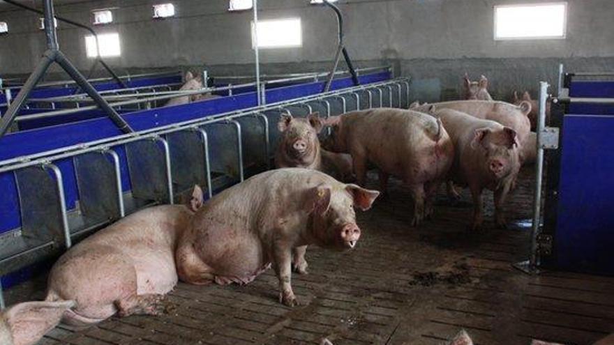 Imatge d&#039;arxiu d&#039;uns porcs en una granja