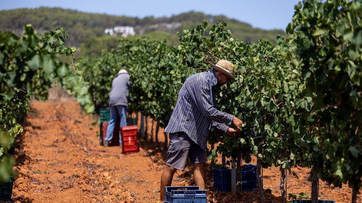 Trabajadores recogen uva durante la vendimia en Can Maymó.