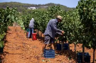 El vino de Ibiza está de enhorabuena esta añada: hasta 80.000 botellas en algunas bodegas