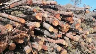 Medio Ambiente descarta paralizar las talas en Enguera