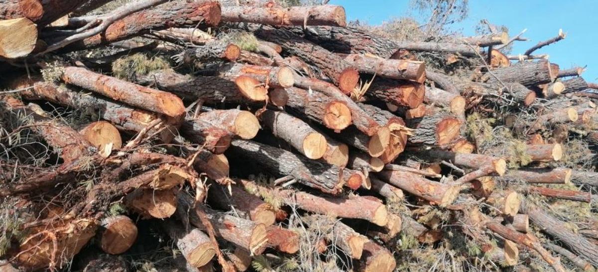Pinos abatidos en el monte de Enguera.