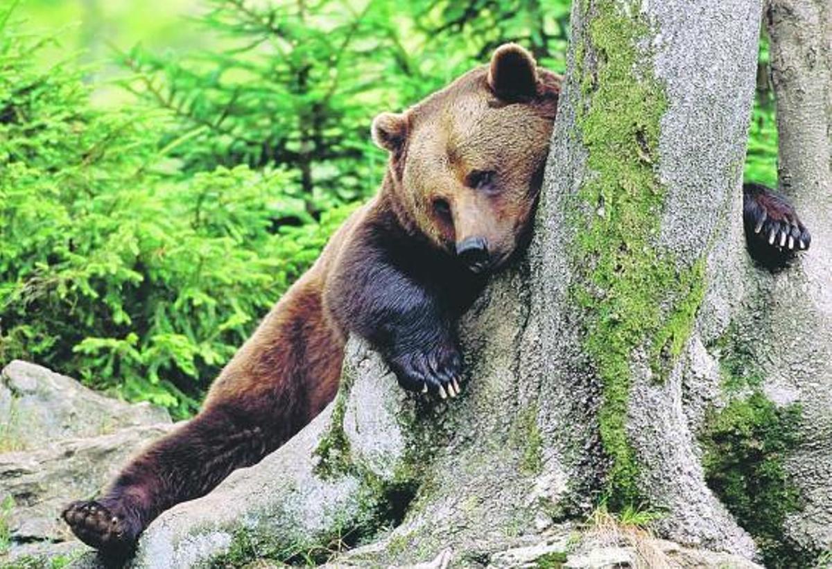 Asturias respalda el proyecto para llevar osos pardos cantábricos a los Pirineos