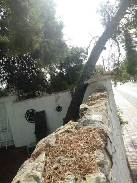Una gran rama de pino cae sobre la vía pública en Monóvar