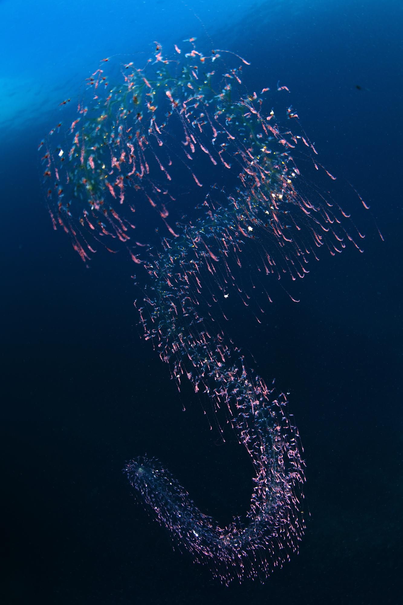 La guanyadora Absoluta del MedFoto, fotografia titulada "3".