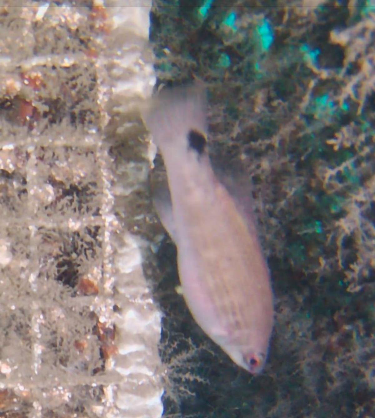 Arriba, el arrecife  artificial. Sobre estas líneas, a la izquierda, la Facelina auriculata. A la derecha, un Ctenolabrus rupestris. Abajo, una andarica. | APA