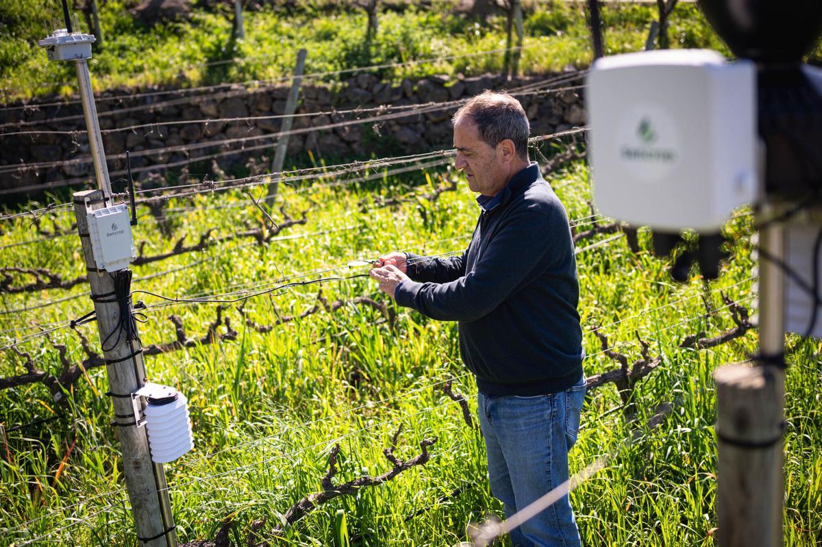 Implementación de la Inteligencia Artificial en la producción de bodegas Viñátigo