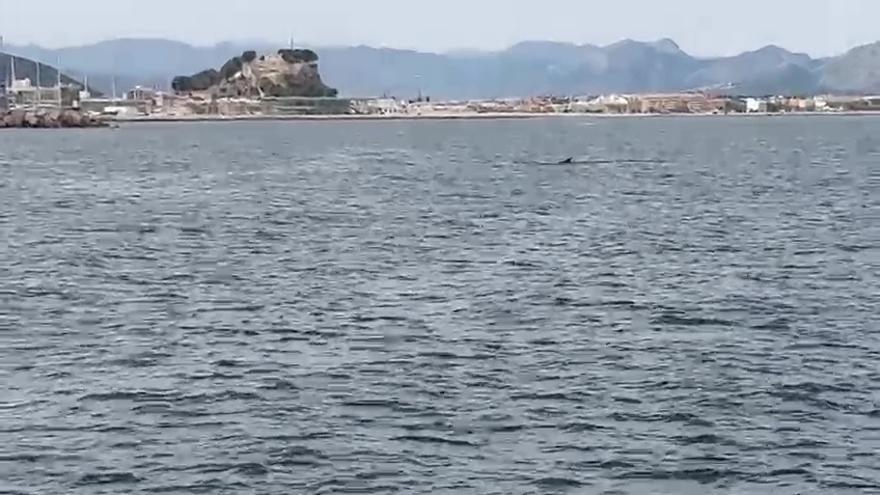 Avistan ballenas rorcuales en la costa de Dénia