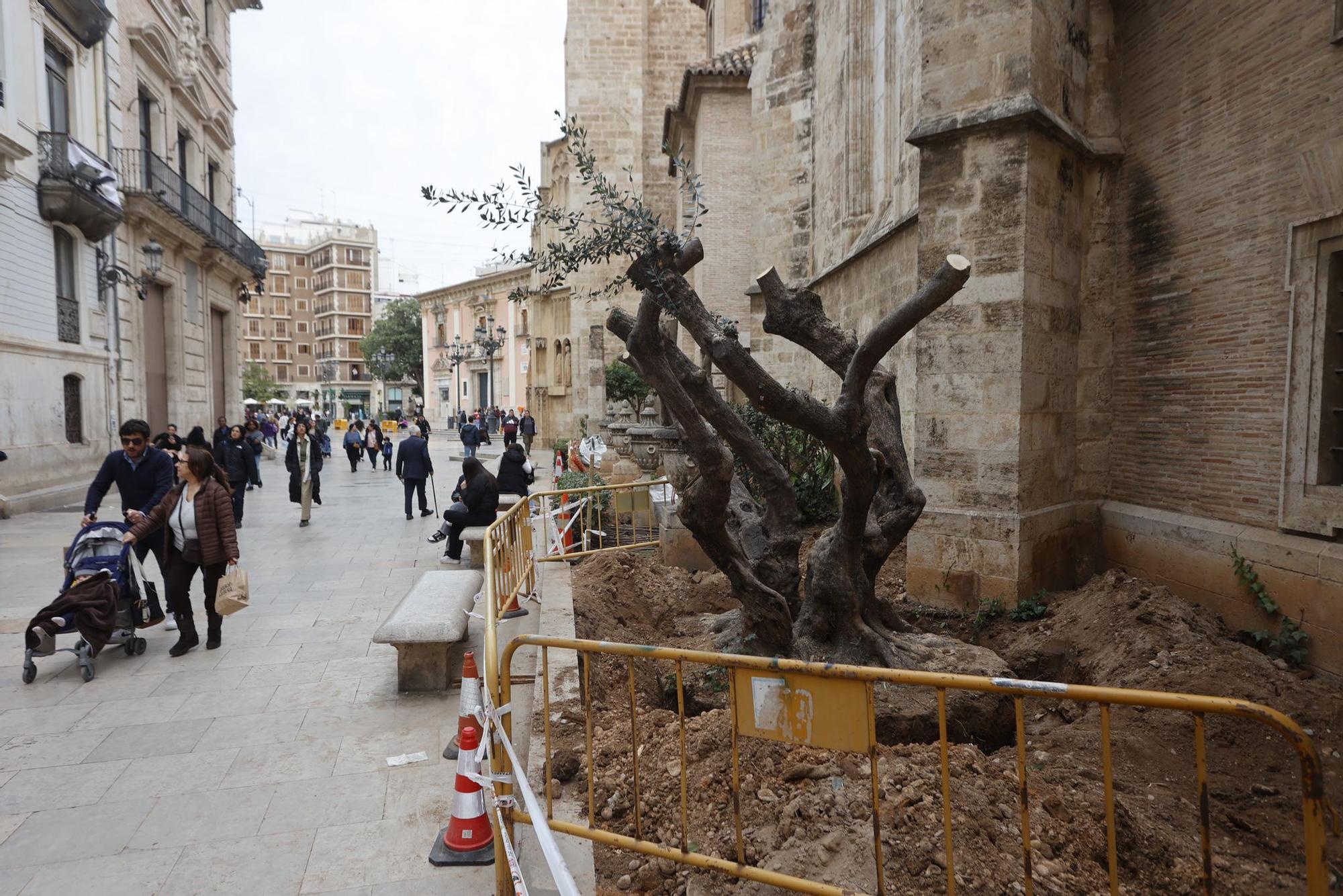 Talan los olivos del muro de la Catedral de València