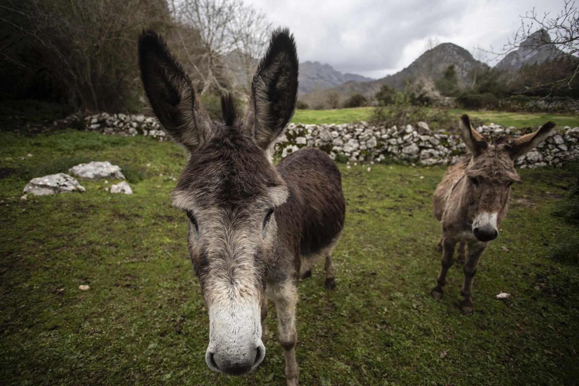 Asturianos en Peñamellera Alta: un recorrido por el municipio