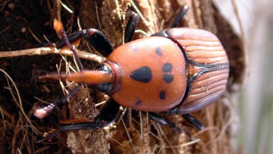 Canarias erradica el picudo rojo