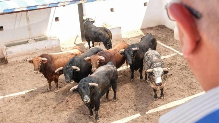 Variado pelaje en el encierro de Cuvillo