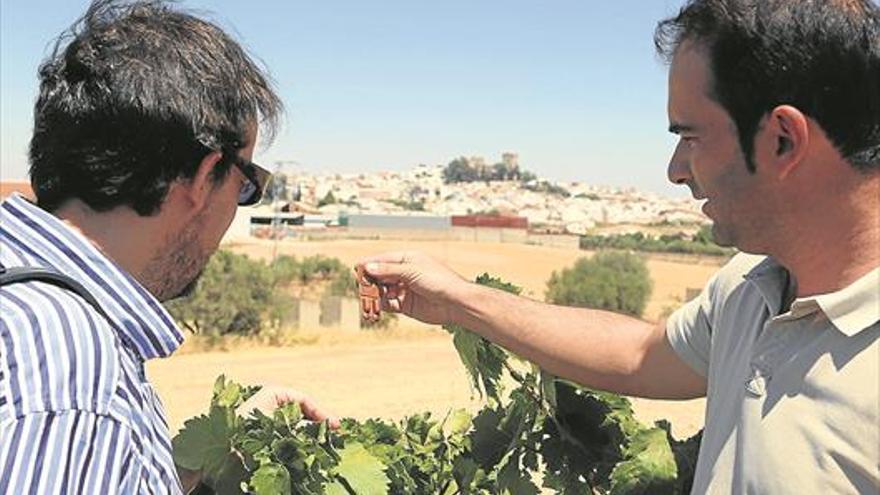 Bodegas San Acacio combatirá la polilla del racimo con feromonas