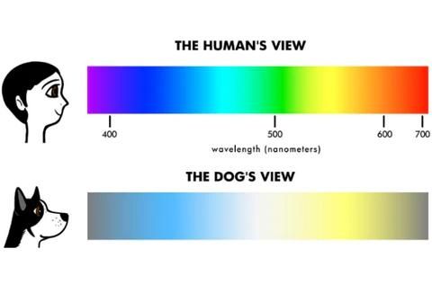 Los colores que puede ver ser humano versus los colore que puede ver un perro