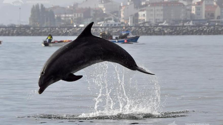 Un delfín mular saltando entrebarcos de pesca.