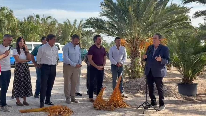 El dátil de Elche encara la nueva campaña con menos producción