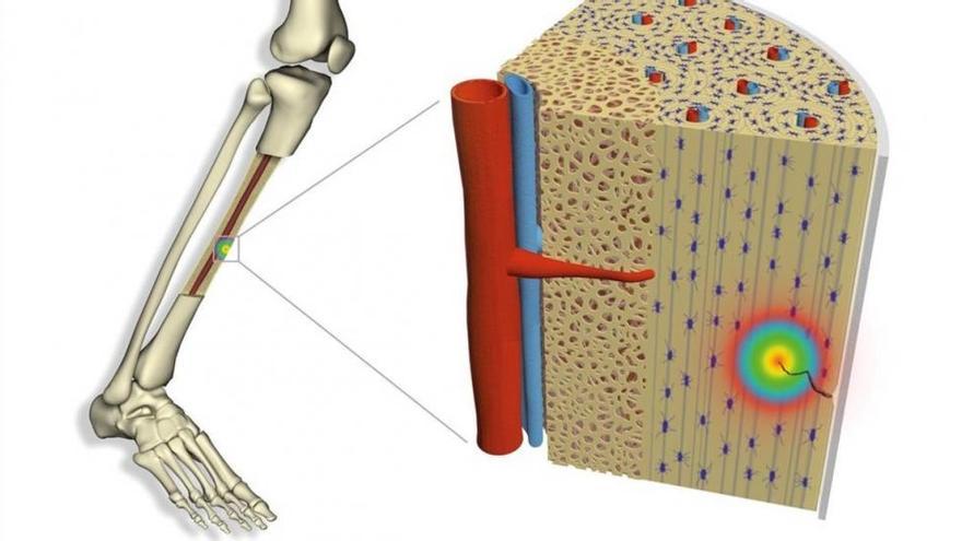 Un mecanismo eléctrico activa la autorreparación de los huesos