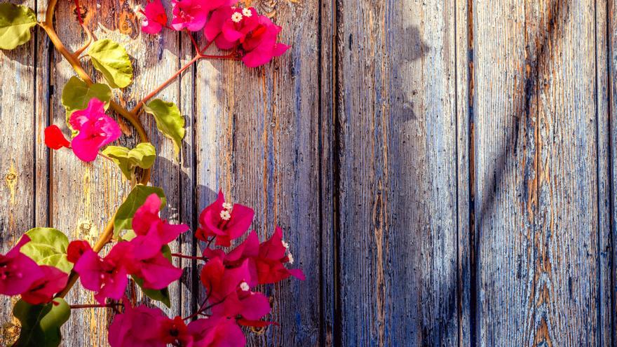 Descubre el encanto de la planta los «aretes de la reina»: consejos y cuidados para una floración extraordinaria