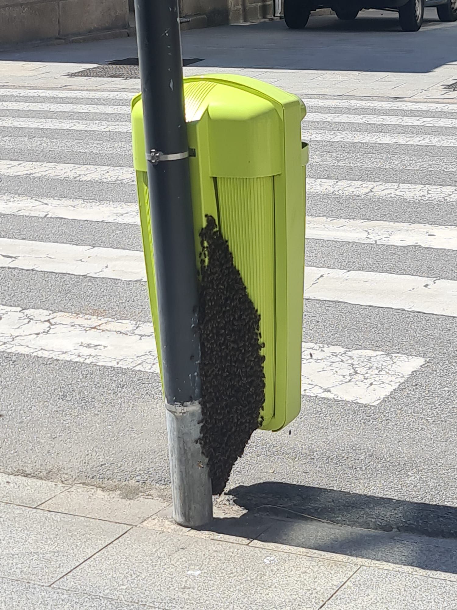 Las abejas, ocupando la papelera y su soporte.