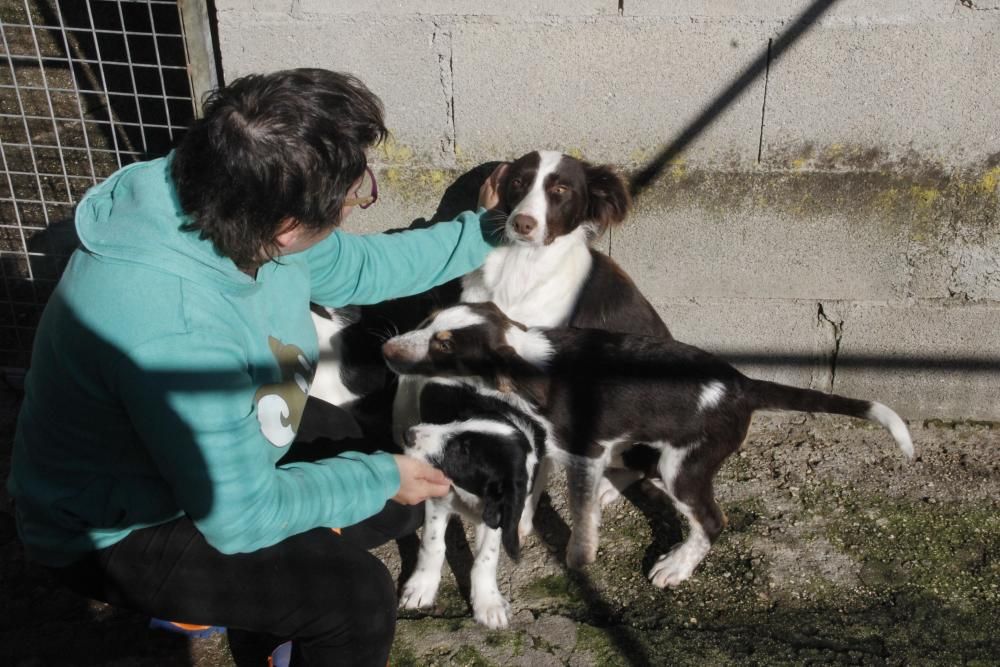 Cachorros abandonados en O Morrazo buscan un hogar