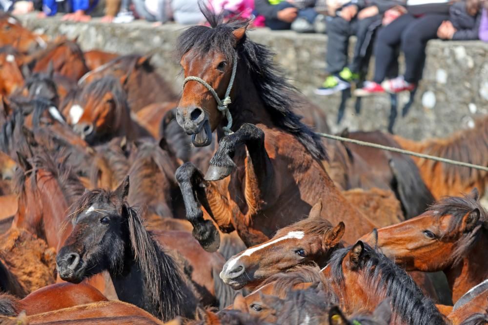 Los ganaderos sanean 300 caballos ante un millar de personas en el primer curro del año en Oia