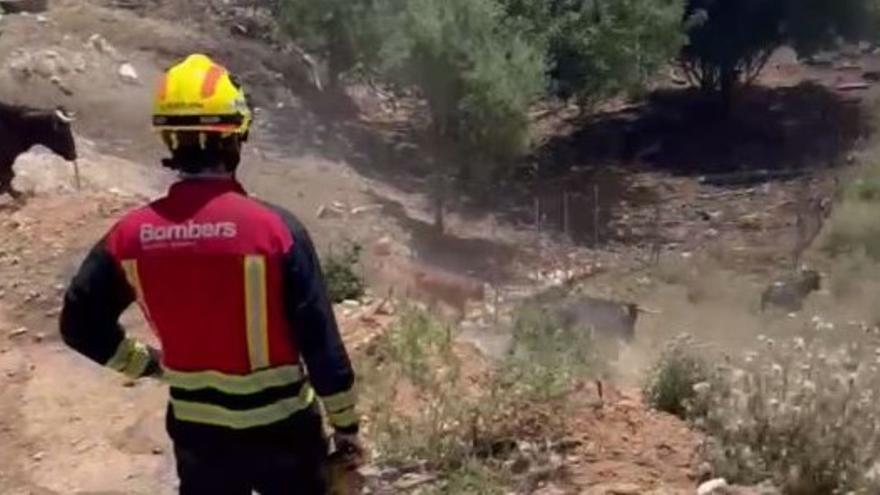 Un bombero observa a los toros correr ladera abajo
