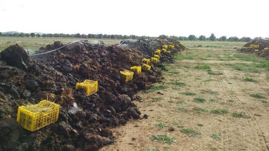 Una nueva empresa de Torremocha produce abono ecológico con la cría de lombrices