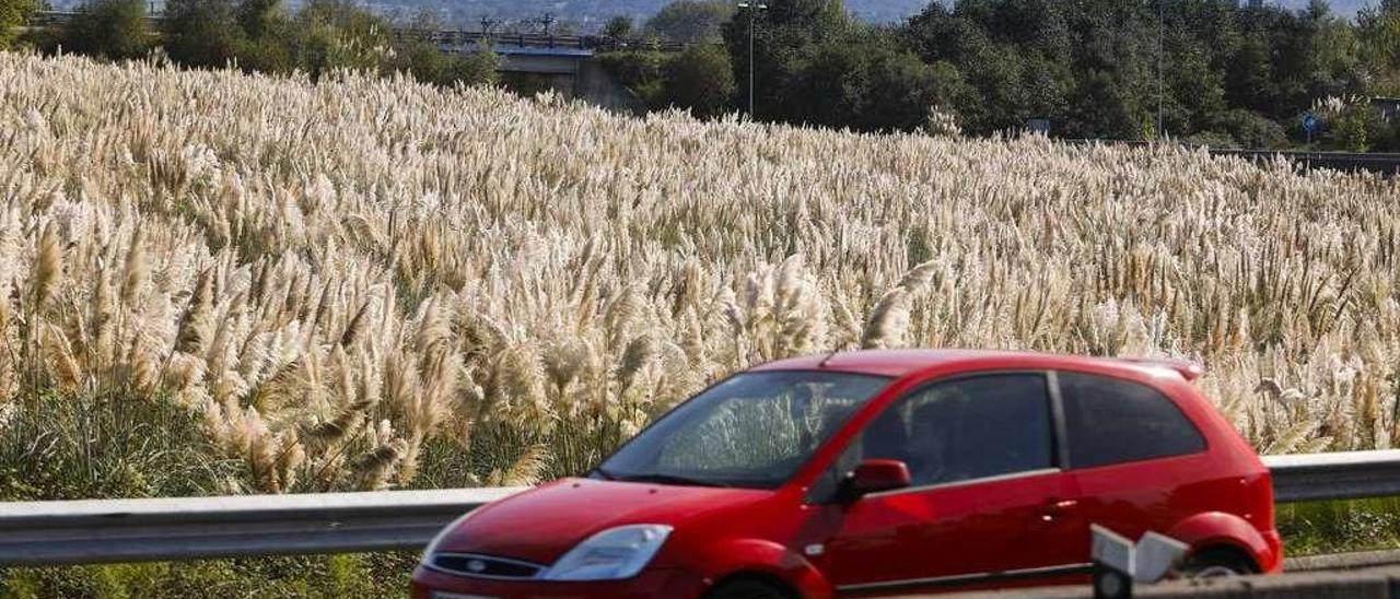 Una finca invadida por los plumeros de la Pampa en Lugones, en el acceso a la Autovía de la Industria (AS-II).