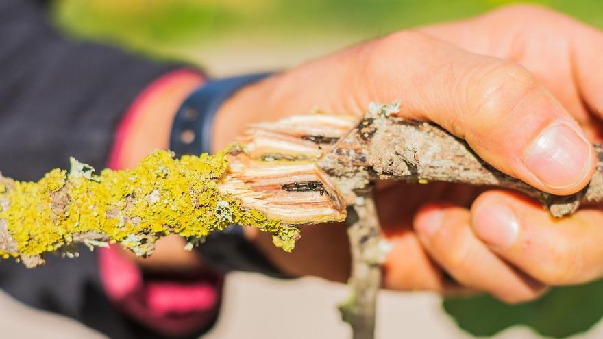 ¿Qué es el escarabajo ambrosía? La plaga que pone en peligro a los aguacates de Málaga
