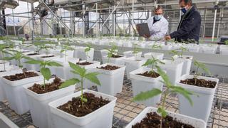 La Universidad de Alicante organiza un curso sobre el cultivo y el mercado de cannabis