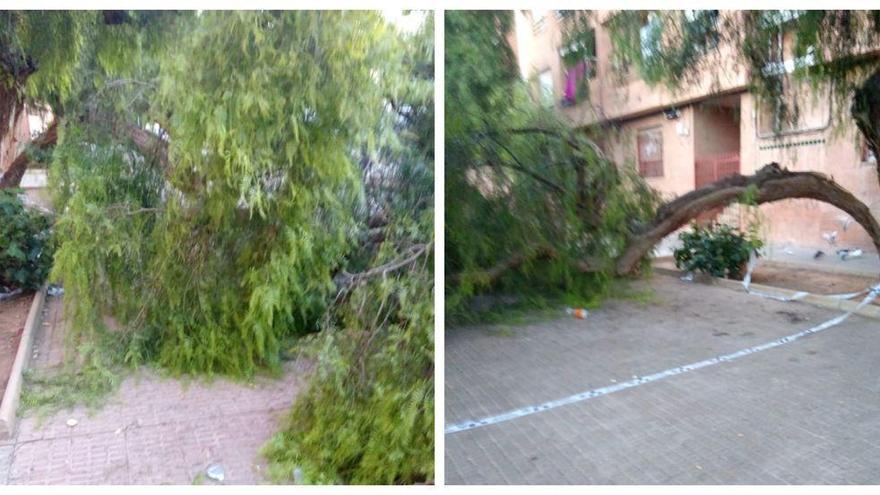 La denuncia por un árbol caído de los vecinos de un barrio de Castelló: &quot;Nos sentimos abandonados&quot;