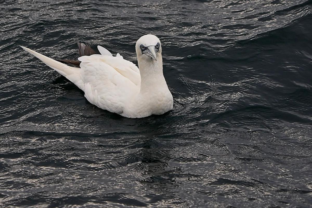 Un alcatraz visto en las expediciones a bordo del "Chasula".