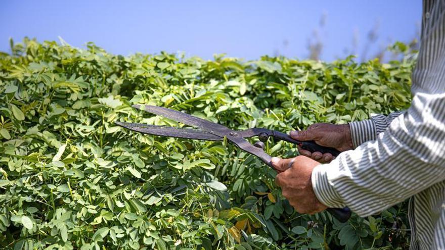 A partir del próximo mes, los propietarios asturianos de casas con árboles o setos que superen los 2,20 metros estarán obligados a podarlos para evitar sanciones