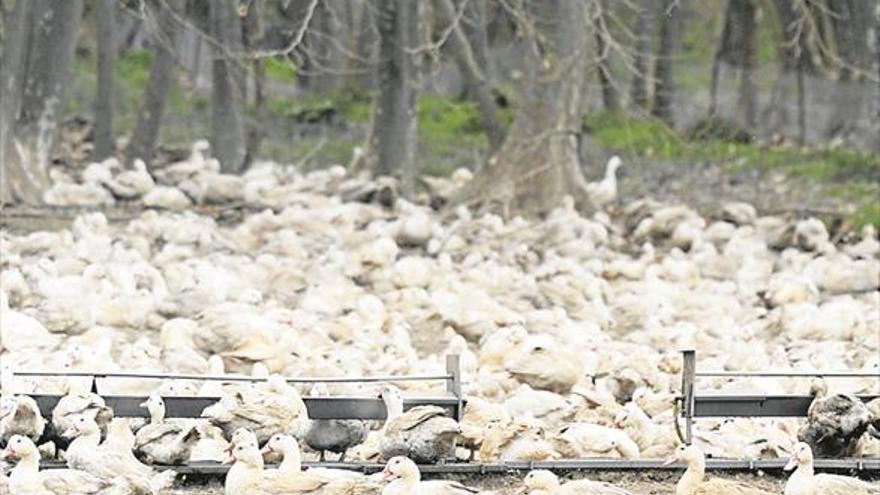 La gripe aviar obliga a sacrificar aves en otras 2 granjas catalanas