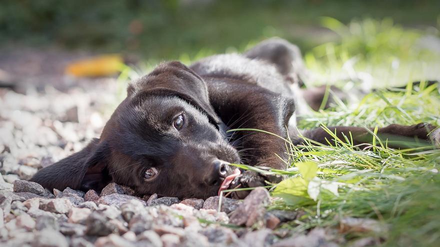 Día Mundial del Perro Sin Raza: Ventajas de adoptar a un perro mestizo