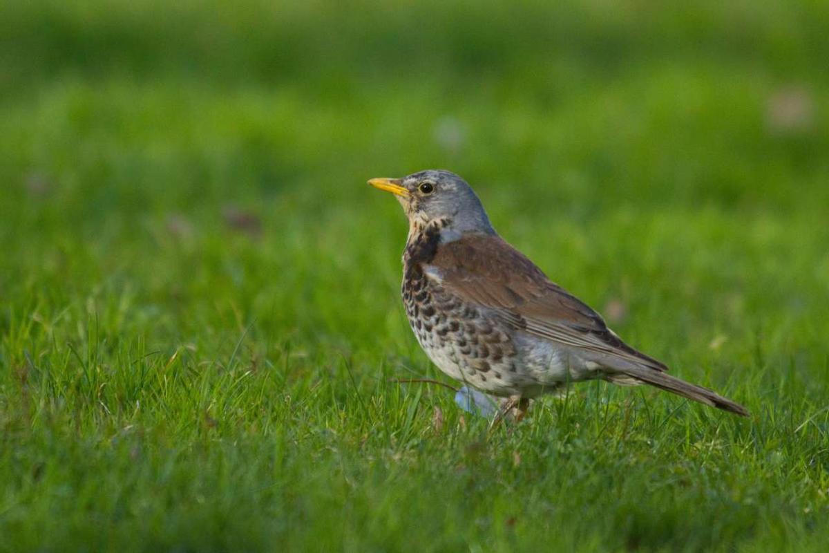 La población de zorzales en el paisaje agrícola ha disminuido hasta un 56% entre 2000 y 2023.
