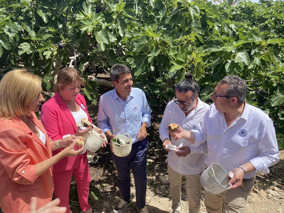 Corte de la Breva 2024 con Ana Serna, Carlos Mazón, Dani Álvarez y Toni Pérez Corte de la Breva 2024 con Ana Serna, Carlos Mazón, Dani Álvarez y Toni Pérez