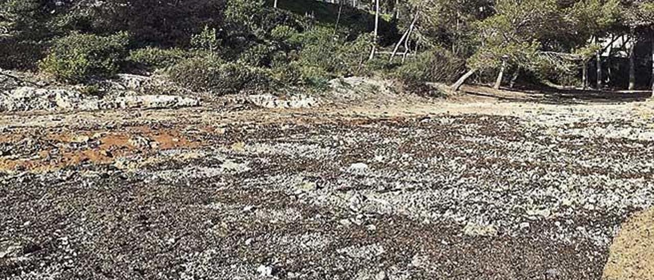 El temporal ha hecho desaparecer por completo la playa de sa Barca Trencada.