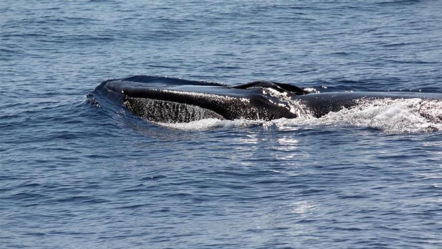 Los cetáceos &#039;aguardan&#039; la protección del corredor mediterráneo