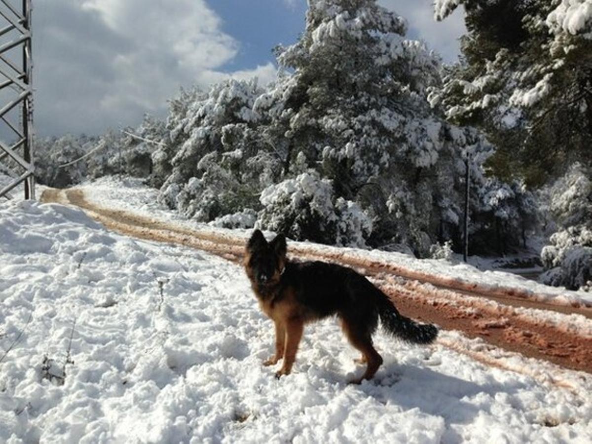 Un lector i el seu gos disfruten de la neu a Vallirana.